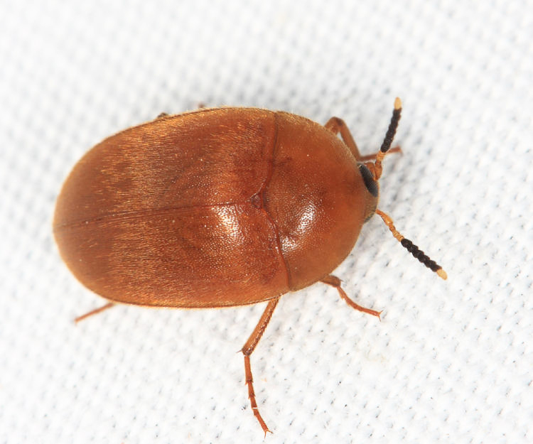 Tetratomidae - Eustrophopsis sp.