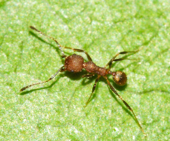Pheidole radoszkowskii?