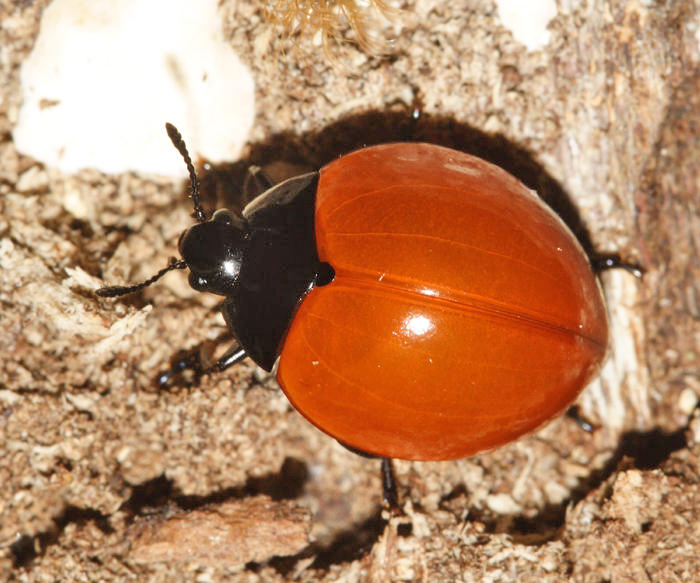 Erotylidae - Aegithus rufipennis/clavicornis