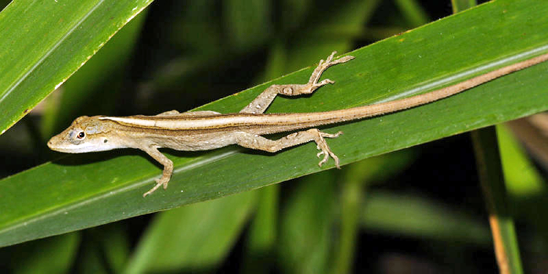Ghost Anole - Anolis lemurinus