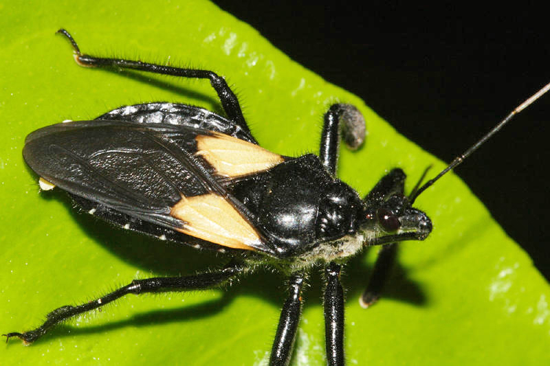 Apiomerus sp.