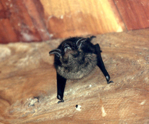 Sac-winged Bat - Saccopteryx sp.