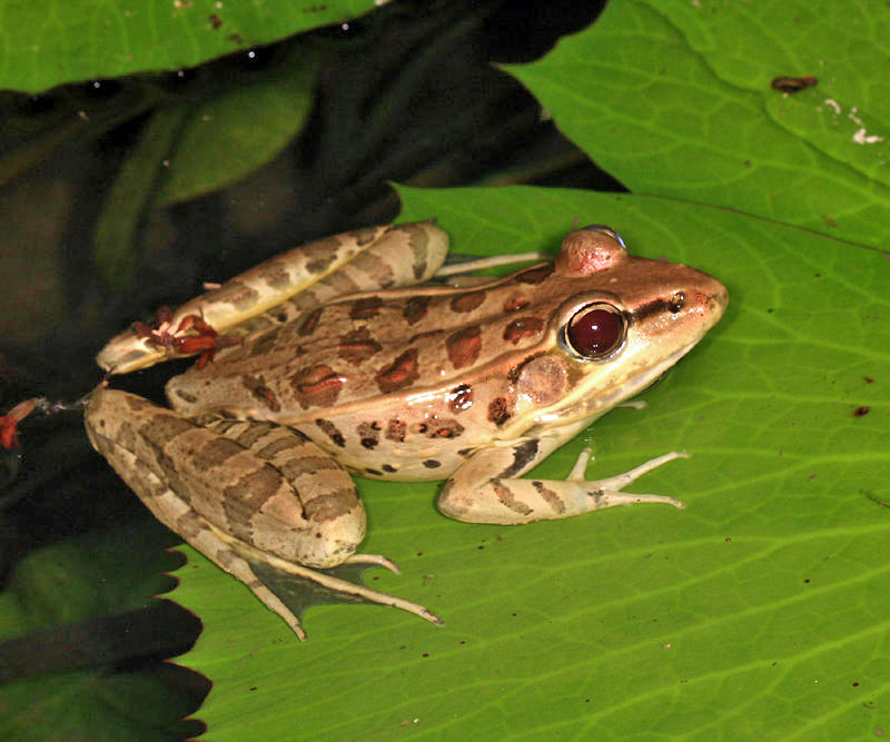 Browns Leopard Frog - Lithobates brownorum