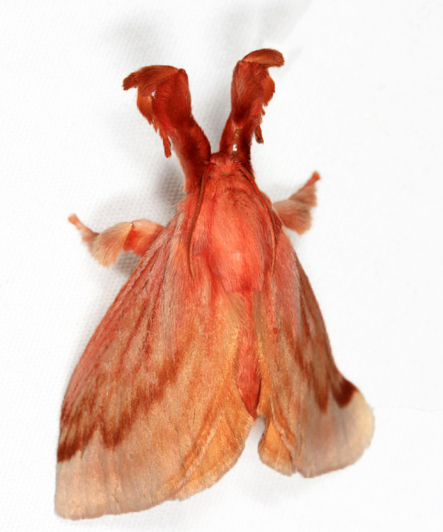Perola villosipes