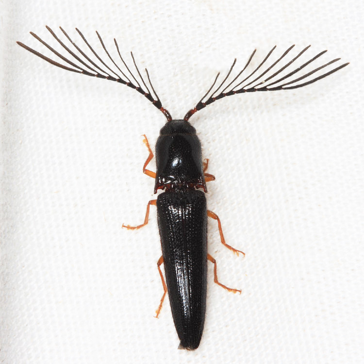 Dicrepidius sp.