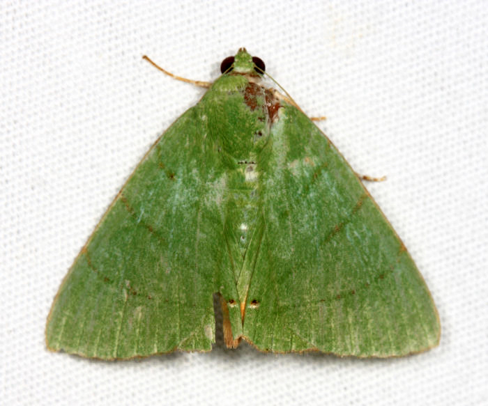 Eulepidotis viridissima