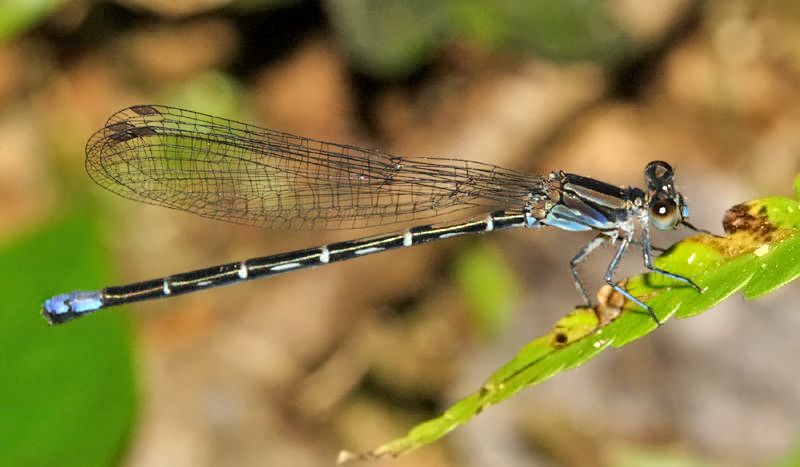 Argia sp. (female)