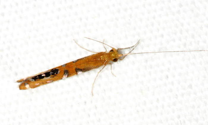 Nectopsyche gemmoides