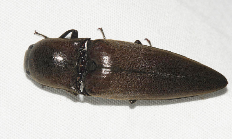 Orthostethus sp.