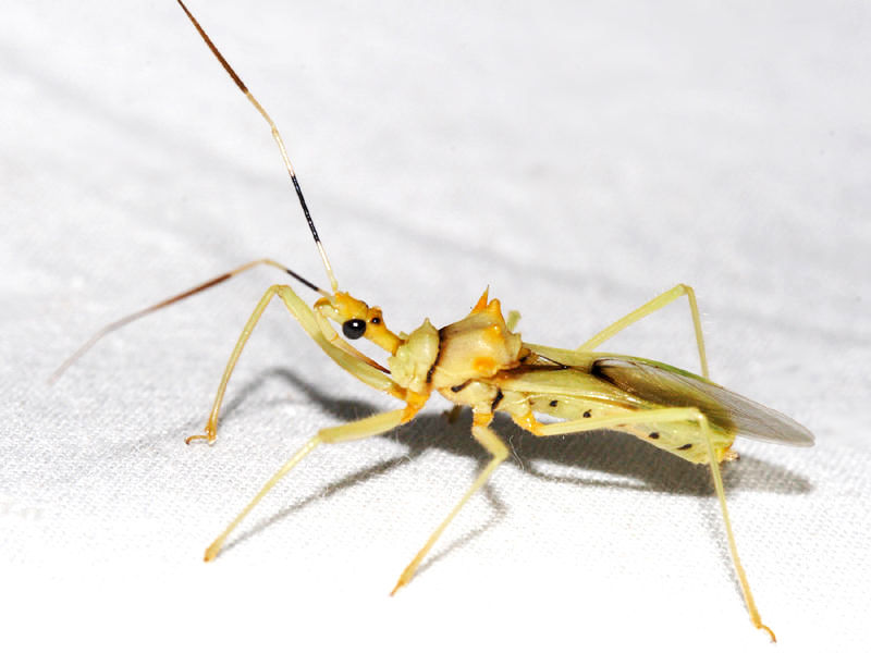 Ploeogaster sp.