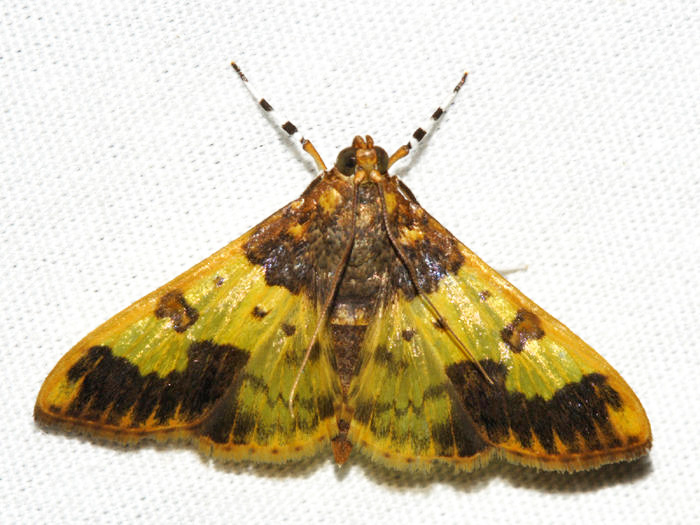 Syllepte pactolalis