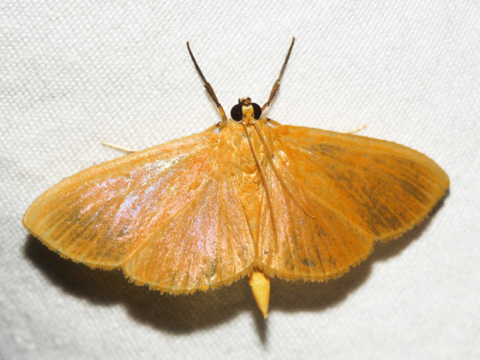 Phaedropsis sp.