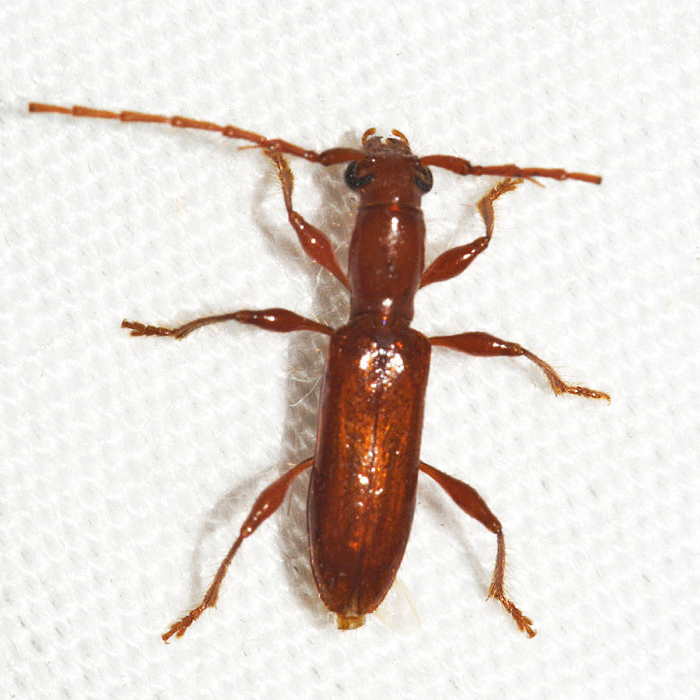Aposphaerion unicolor