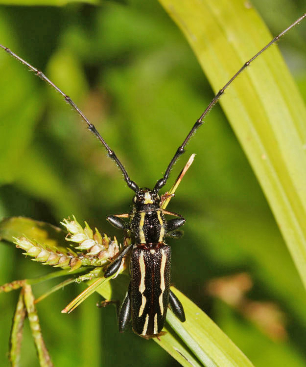Ornithia mexicana mexicana