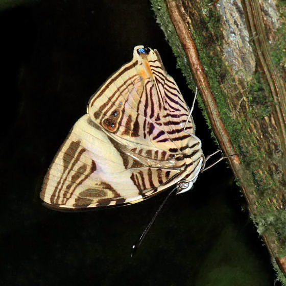 Small Beauty - Colobura dirce