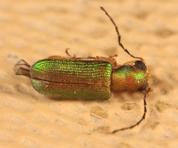 Megascelis sp.