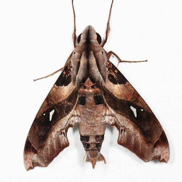 Madoryx dentatus