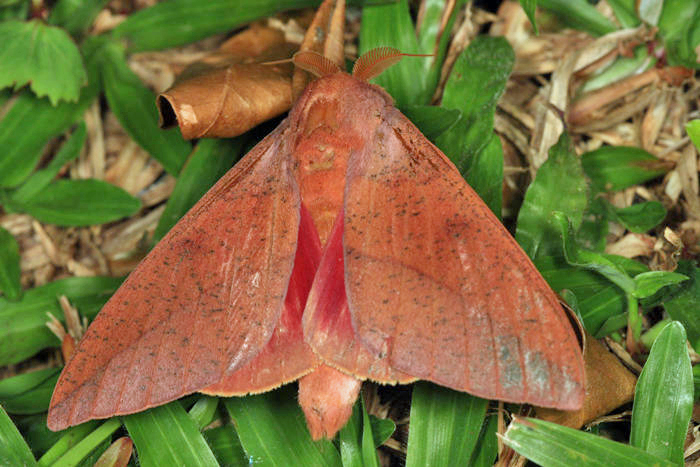 Syssphinx colla