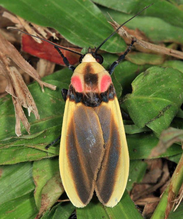 Cratoplastis diluta