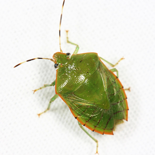 Glaucioides englemani