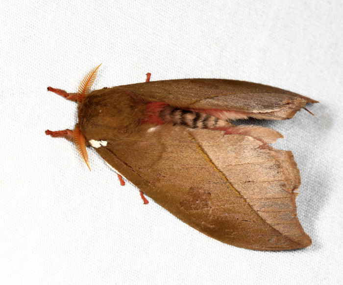 Automeris zozine
