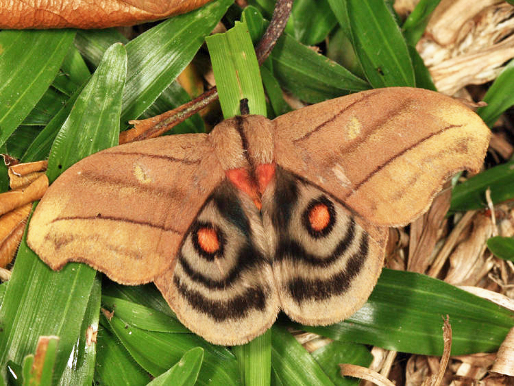 Hyperchiria nausica