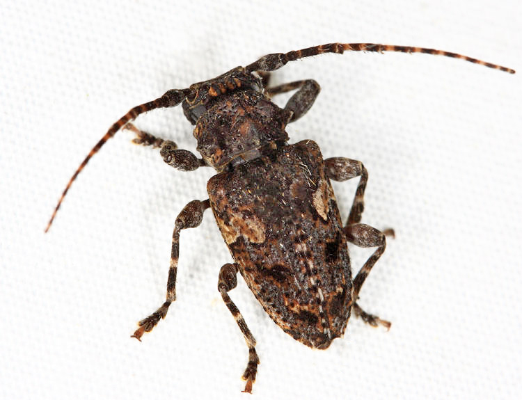 Aegomorphus circumflexus