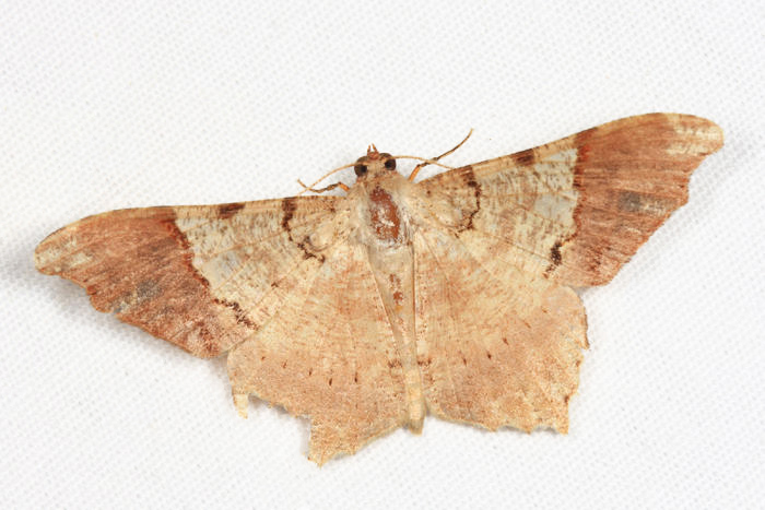 Macaria ostia