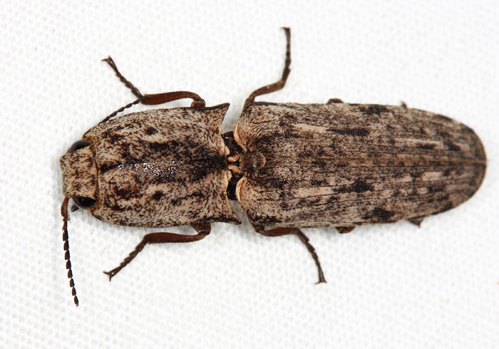 Alaus plebejus