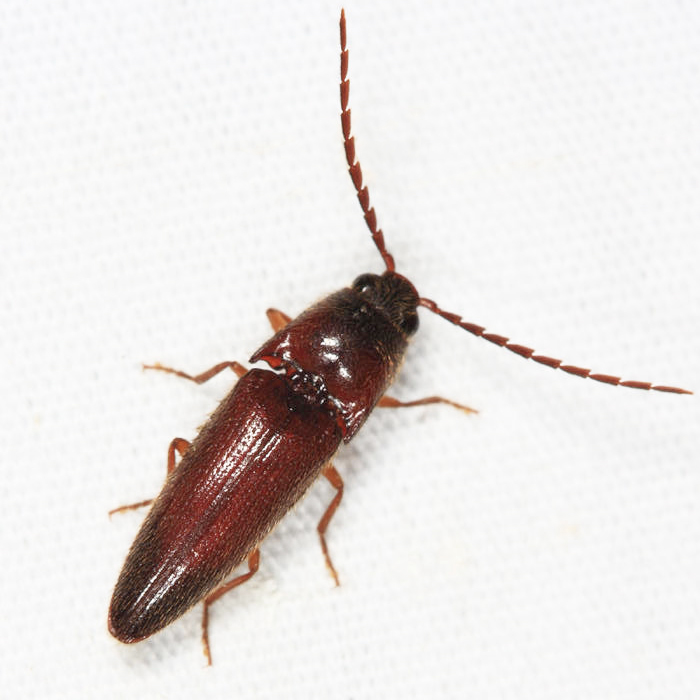 Dipropus sp.
