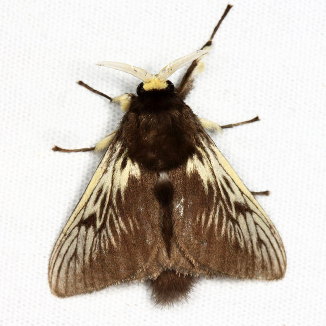 Podalia tympania