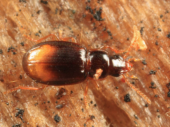 Mioptachys flavicauda
