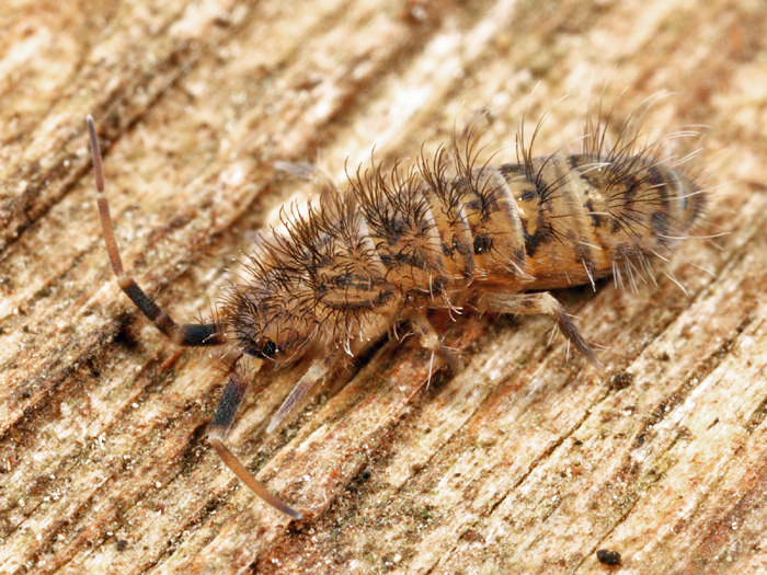 Orchesella villosa