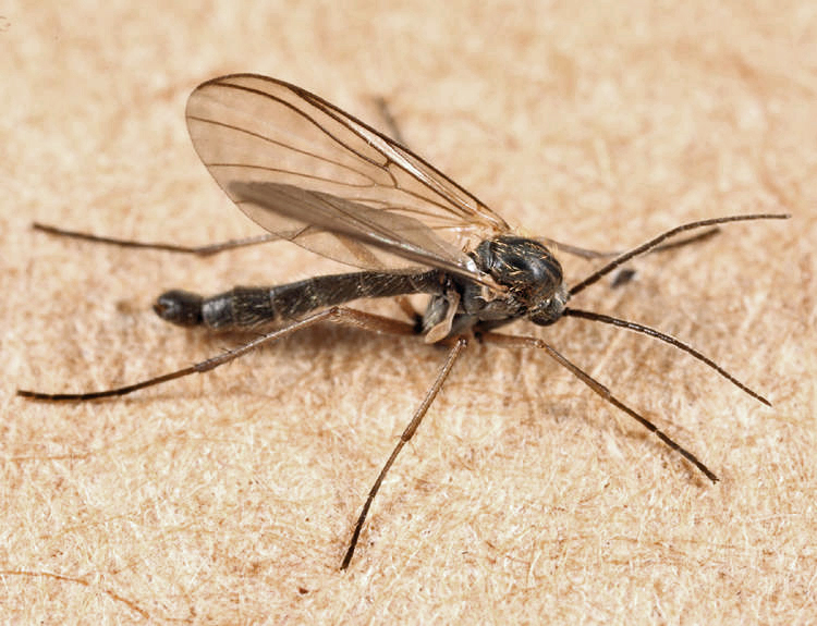 Boletina sp.