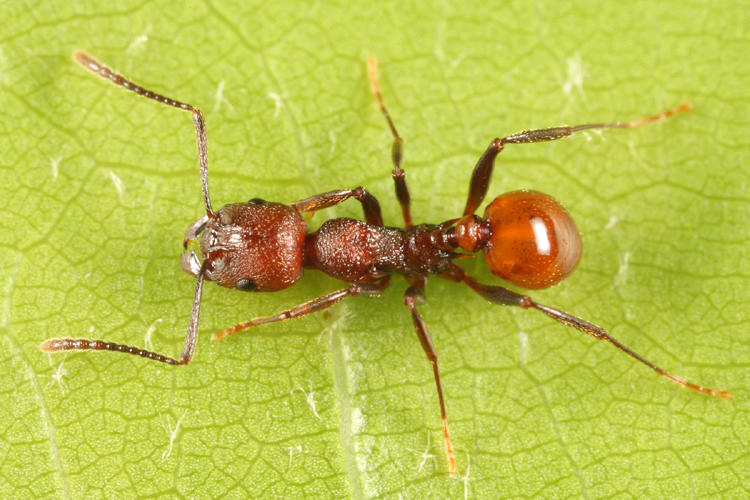 Aphaenogaster tennesseensis
