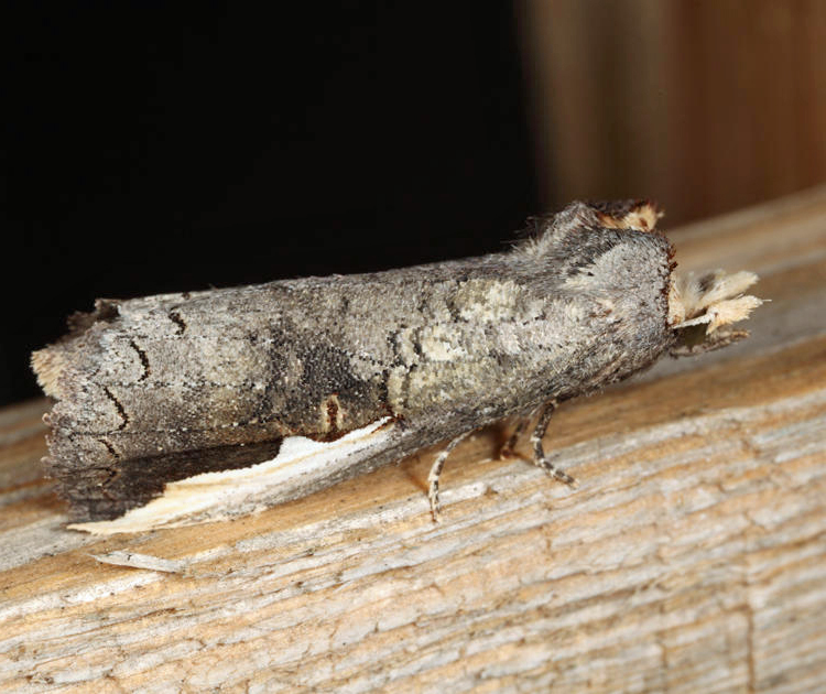 7953 - Orange-humped Mapleworm - Symmerista leucitys