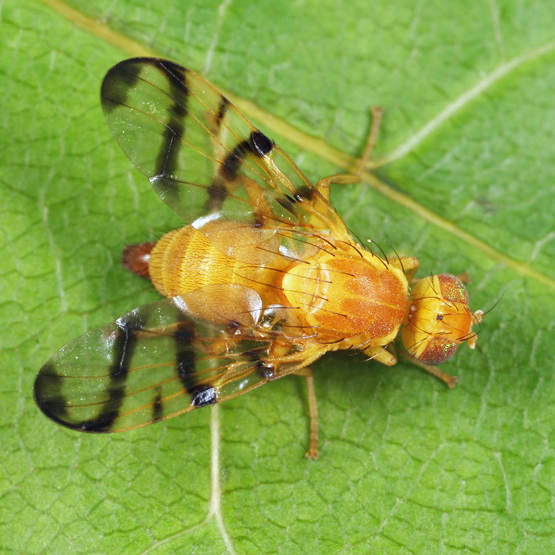 Rose Hip Fly - Rhagoletis basiola