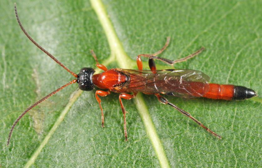 Eparces quadriceps