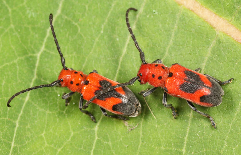 Blackened Milkweed Beetle - Tetraopes melanurus