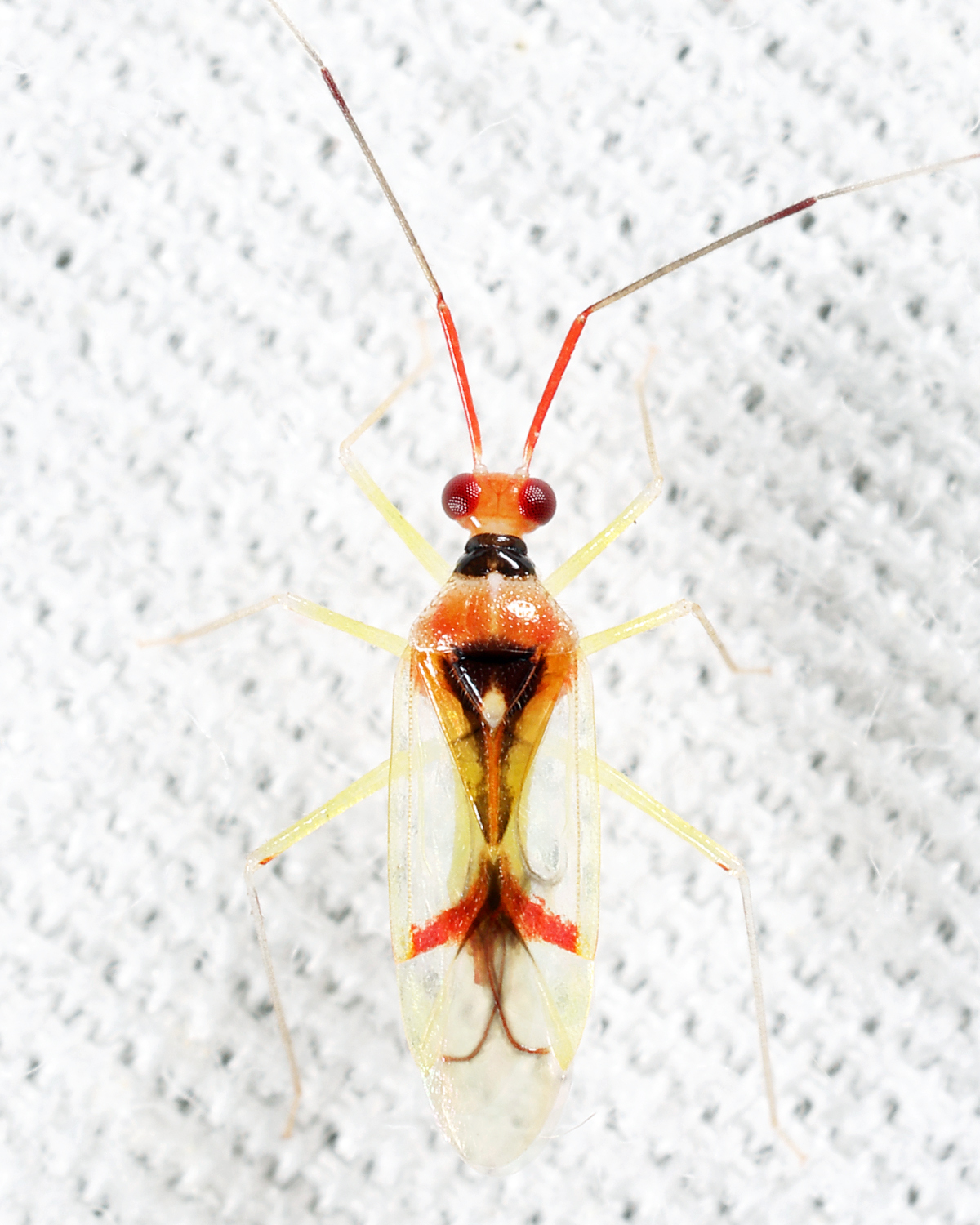 Hyaliodes harti