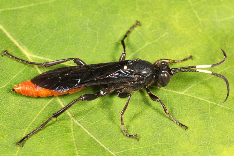 Protichneumon grandis