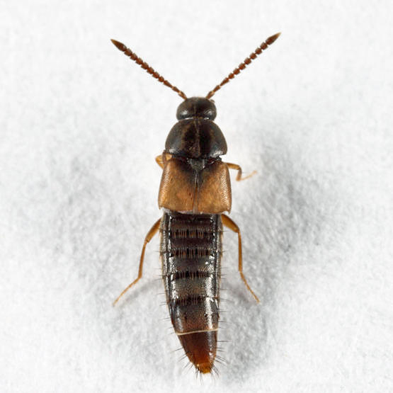 Nehemitropia lividipennis