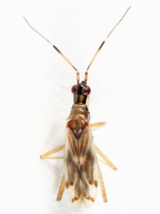Dicyphus discrepans