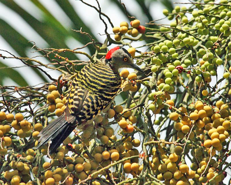 Hispaniolan Woodpecker - Melanerpes striatus