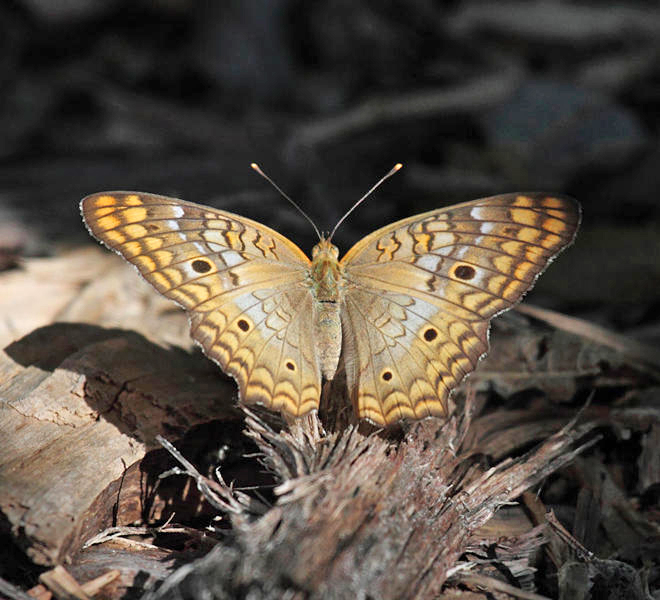 White Peacock - Anartia jatrophae