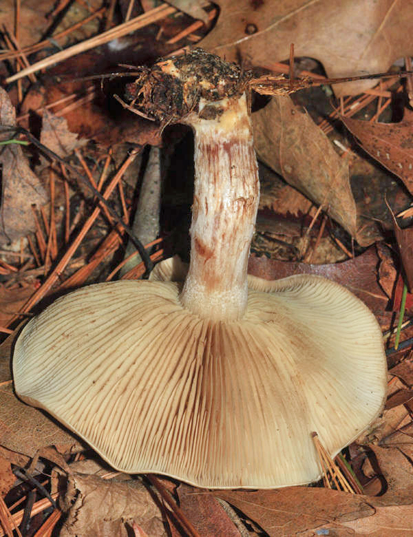 Stropharia hardii?