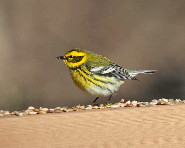 Townsends Warbler - Setophaga townsendi