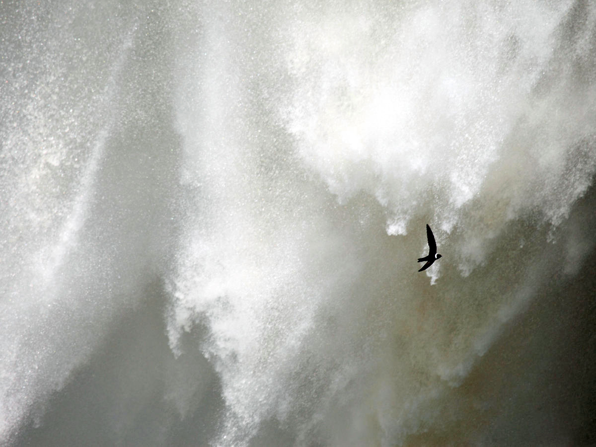 White-collared Swift - Streptoprocne zonaris