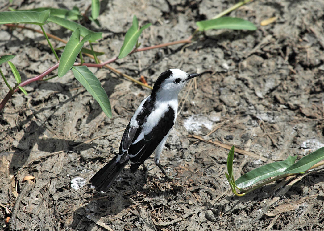 Pied Water Tyrant - Fluvicola pica