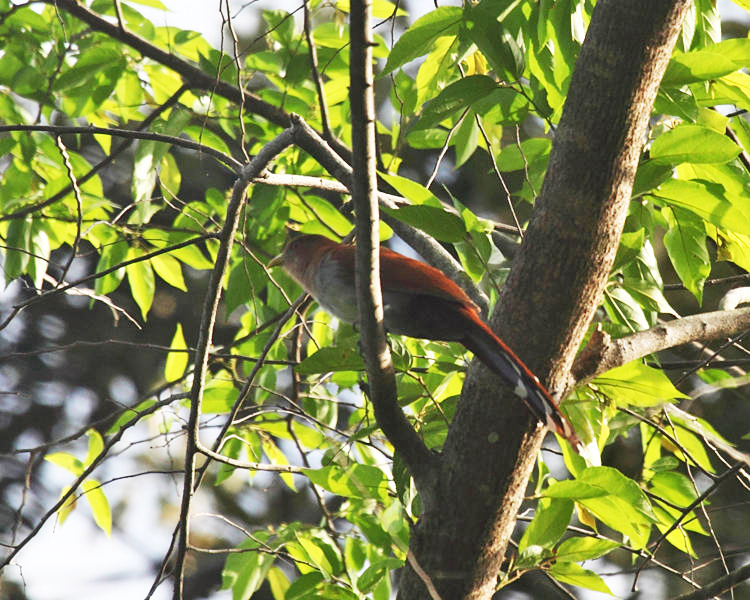 Squirell Cuckoo - Piaya cayana